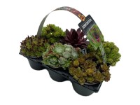 GROW by OBI Hauswurz Crassulaceae Sempervivum 6er-Pack