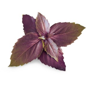 Graines de basilic pourpre bio pour jardins d'intérieur Véritable. Aromatique et décoratif.