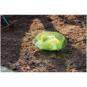 Collerette anti-limaces Videx vert clair protégeant la salade des limaces.
