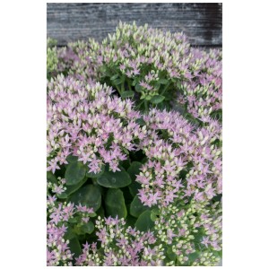 Sedum spathulifolium rosa in vaso da 3l. Perenne resistente al freddo, amica delle api, per posizioni soleggiate.