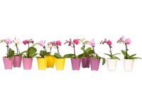 Mini-Schmetterlingsorchidee Phalaenopsis 1-Trieber Keramik-Topf Ø ca. 5 cm Mini-Schmetterlingsorchidee Phalaenopsis 1-Trieber Keramik-Topf Ø ca. 5 cm