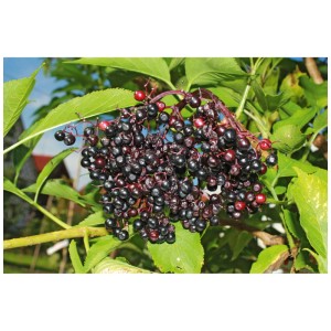 Sambuco nero Haschberg con bacche mature e scure e foglie verdi.
