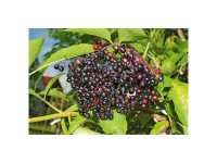 Schwarzer Holunder Haschberg Sambucus nigra Topf 7,5 l/ Höhe 40 - 50 cm