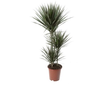 Drachenbaum Dracaena marginata Topf  24 cm / Hhe 130 cm