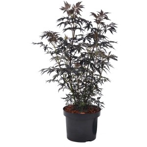 Sambuco nero 'Black Lace' in vaso: Foglie rosso scuro, ideale per giardino e terrazzo.