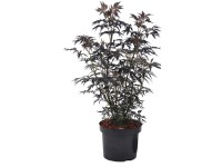 Schwarzer Holunder Sambucus nigra Black Lace 6 l