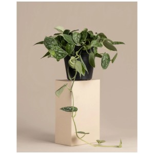 Scindapsus pictus en pot, plante grimpante aux feuilles argentées.