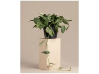 Feey Gefleckte Efeutute Scindapsus pictus Höhe 25 - 35 cm