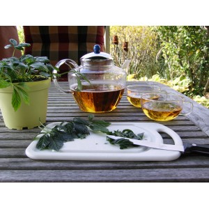 Blu Bio-Gynostemma a cinque foglie in vaso, teiera e tazze con tè su un tavolo di legno.