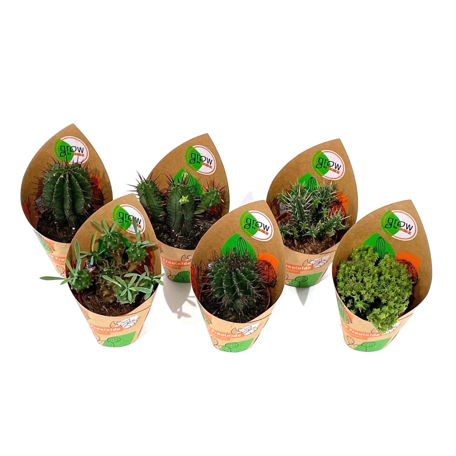 Kakteen bei OBI  Alles fr Heim, Haus, Garten und Bau