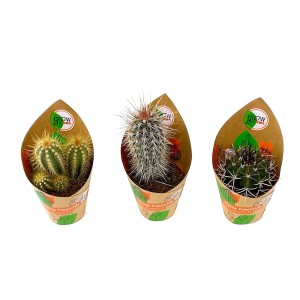 GROW by OBI Cactus, 3 assortiti in vaso, diverse specie di cactus.