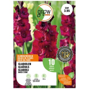 Confezione di gladioli Black Star, bulbi da fiore rosso vinaccia per aiuole e vasi.