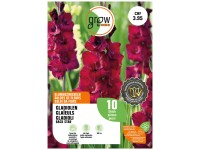 GROW by OBI Glaieul Black Star Rouge vin / 10 pcs