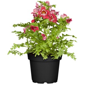 Schizanthus (Orchidée du pauvre) en pot, fleurs rouges et roses, feuilles vertes. Plante pour massif et balcon.