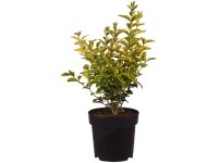 Goldliguster Aureum Ligustrum ovalifolium Topf 2,8 l