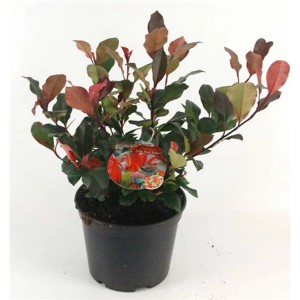 Fotinia 'Pink Marble' in vaso da 5L: Arbusto sempreverde con foglie colorate.