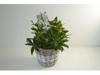 Christrose im Korb-Ø ca. 14 cm Helleborus