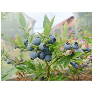 Gros plan sur la myrtille naine Blue Sapphire avec des baies bleues mûres et des feuilles vertes.