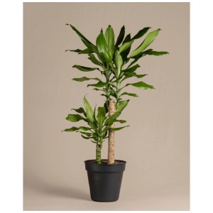 Grand dragonnier (Dracaena fragrans) en pot noir, hauteur 80-90 cm.