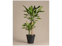Feey Grosser Drachenbaum Dracaena fragrans Höhe 80 - 90 cm