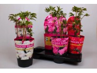 Garten-Pfingstrose Paeonia Long Life Mix
