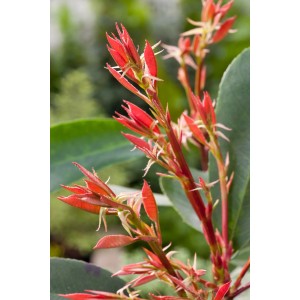 Dettaglio di Photinia Red Robin con foglie rosso vivo.