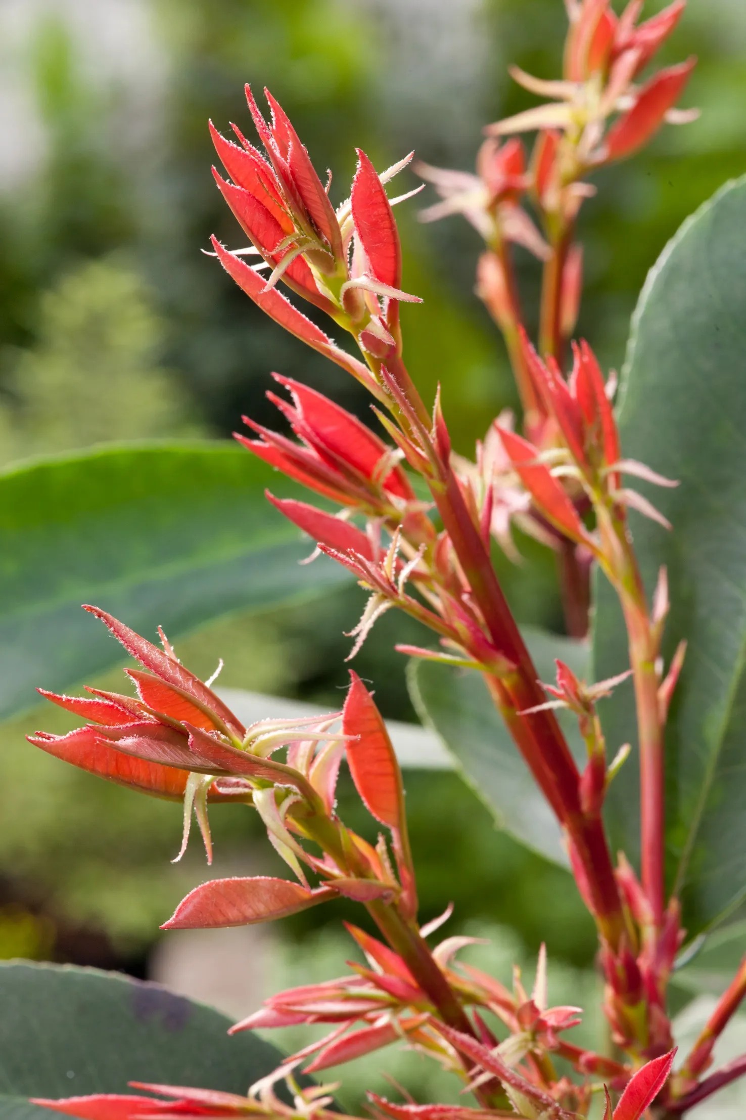Glanzmispel Red Robin Photinia fraseri Topf 15 l
