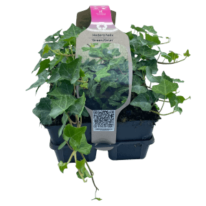 Lot de 6 plants de lierre vert (Hedera helix) en pot, idéal comme couvre-sol ou pour murs végétaux.