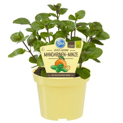 Blu Mandarino e menta vaso Ø ca. 12 cm Mentha