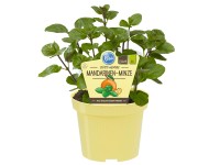 Mandarinen-Minze Topf-Ø ca. 12 cm Mentha