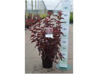 Blasenspiere Physocarpus Container 4,5 l