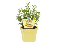 Blu Rosmarin Rosmarinus officinalis Topf Ø ca. 12 cm