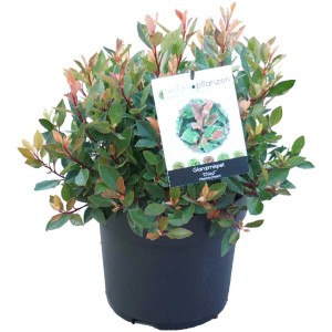 Fotinia Red Robin in vaso da 6 l, con foglie verdi e rossastre.