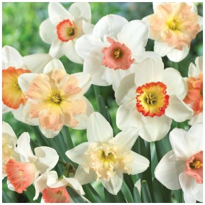 GROW by OBI Narzissen Kollektion, Mischung aus mehrfarbigen Frühlingsblühern.