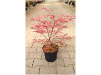 Fächerahorn Beni Maiko Acer palmatum Topf Ø 18 cm