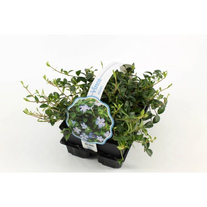 Bodendecker Vinca minor Topf Ø 9 cm