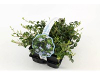 Bodendecker Vinca minor Topf Ø 9 cm