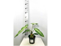 Angel Wings Xanthozoma lindelii Topf Ø 14 cm