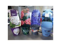 Bauernhortensie Hydrangea im Übertopf