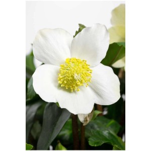 Gros plan d'une rose de Noël blanche (Helleborus niger) avec un centre jaune en pot.