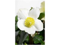 Christrose Helleborus niger Tonschale Ø 32 cm