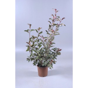 Fotinia Red Robin in vaso da 5 l, arbusto sempreverde con foglie rosse.