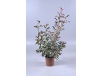 Glanzmispel Red Robin Photinia fraseri Topf 5 l