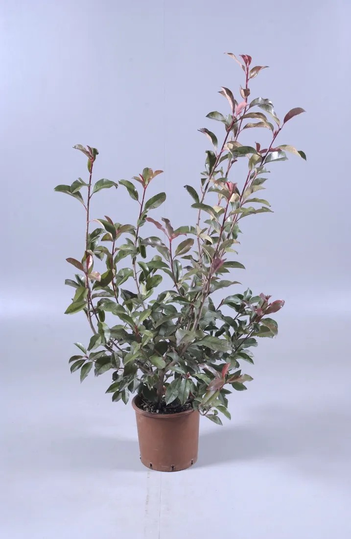 Glanzmispel Red Robin Photinia fraseri Topf 5 l