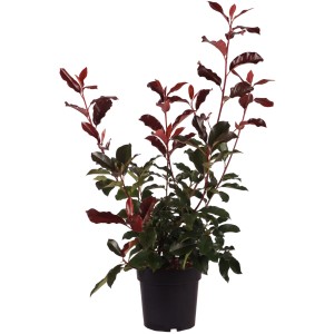 Fotinia Camilvy in vaso, alta circa 50 cm, con foglie rosse e verdi.