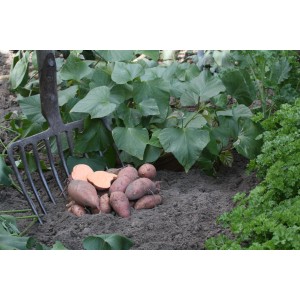 Patates douces Blu récoltées (pot Ø 12cm) avec fourche dans le jardin.