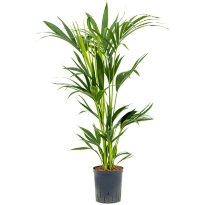 Fleur hydrophile palmier Kentia Howea forsteriana pot Ø 18 cm / H 100 cm