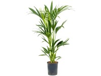Hydropflanze Kentia-Palme Howea forsteriana Topf Ø 18 cm / Höhe 100 cm