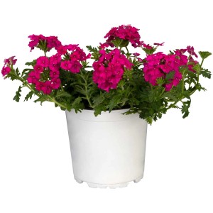Verveine hybride à fleurs roses dans un pot blanc, une plante suspendue attrayante pour le balcon.