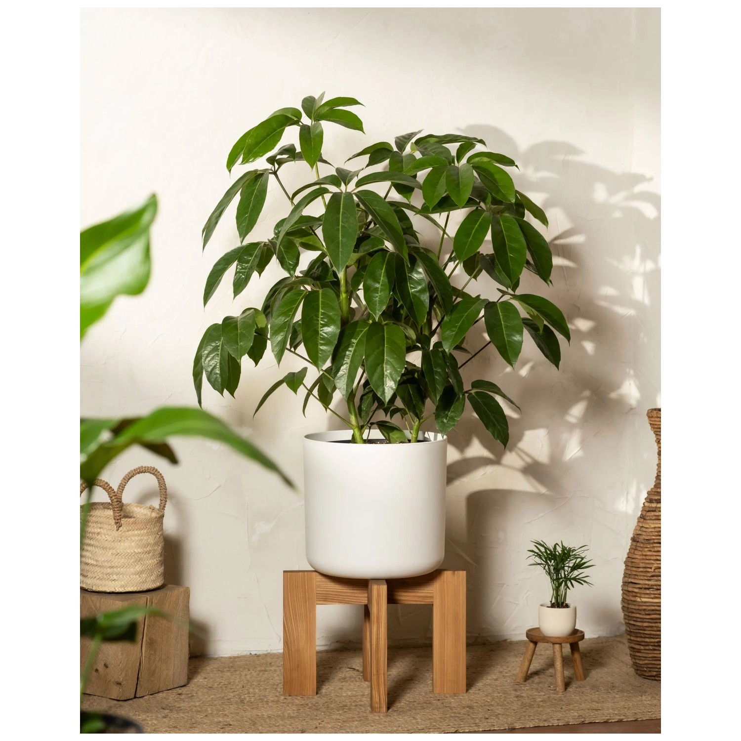 Geli Vaso Per Piante Rotondo In Plastica - 8 Cm, Bianco, Con Fori Di Scarico - 4